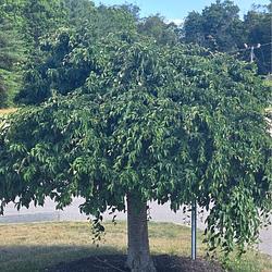 trees