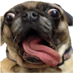 crazy dog