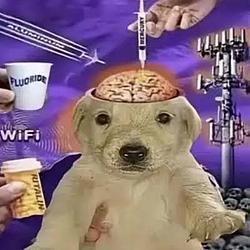BrainDog / SOL