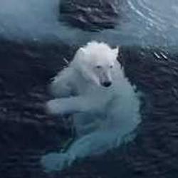 POLARBEAR
