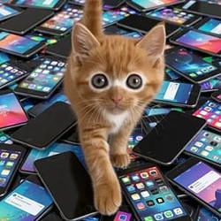Calloutcat