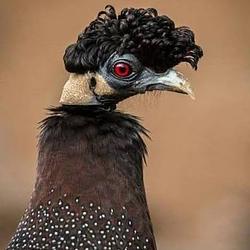 Fowl