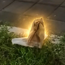 bagcat / SOL