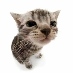 bob