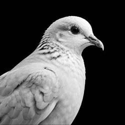 DOVE / SOL