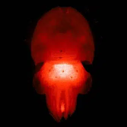 Cephalopod