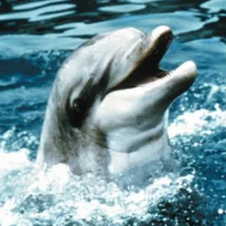 Flipper