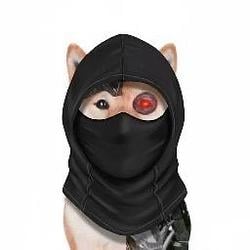 AnonInu