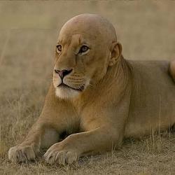 baldlion