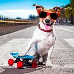 COOLDOG / SOL