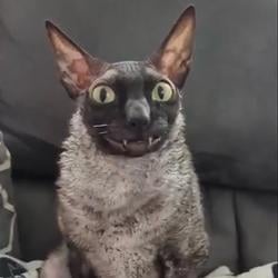 WEIRDCAT / SOL