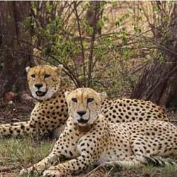CHEETAH / SOL
