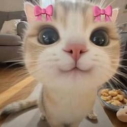 KITTY