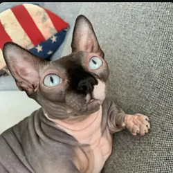 Nala / SOL
