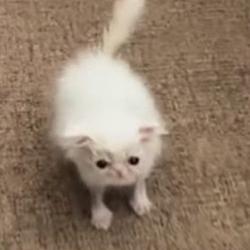 Petey