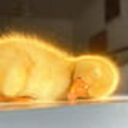 SDuck