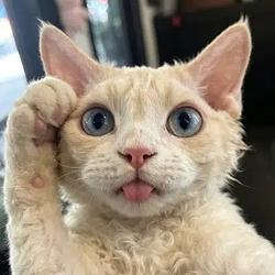 SALUTE