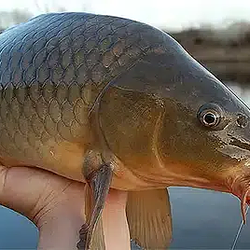 carp
