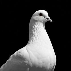 DOVE