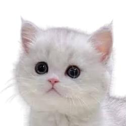 Milo