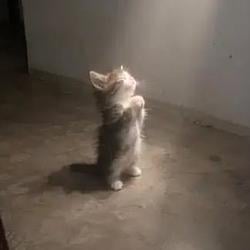 hopecat