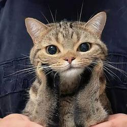 purr