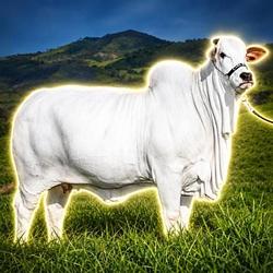 1COW / SOL