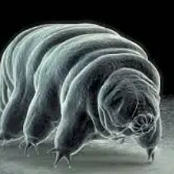 TARDIGRADE