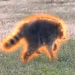Nubby / SOL
