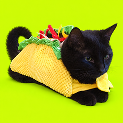 TACOCAT / USDG