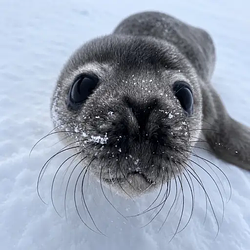 Sealy / SOL