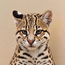 Ocelot