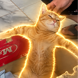Chill Cat