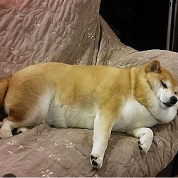 inu