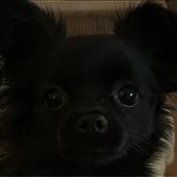 DBOI