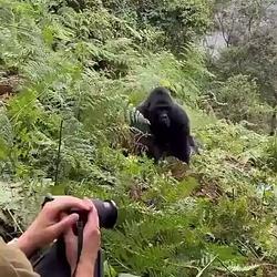 GORILLA