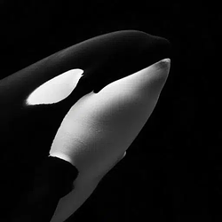 ORCA / SOL