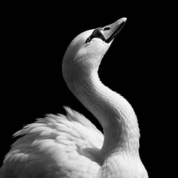 SWAN