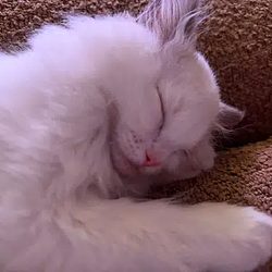 Lilly