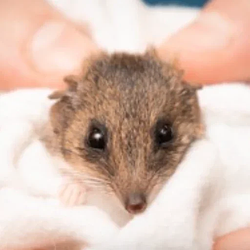 Hammy