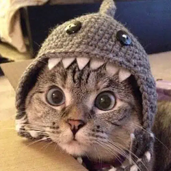 SharkCat