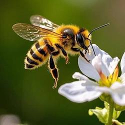 BEE COIN