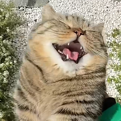 cathappy / SOL