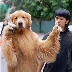 Aura Dog