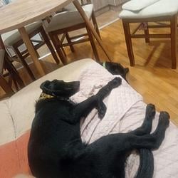 Dogs / SOL