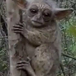 Yoda