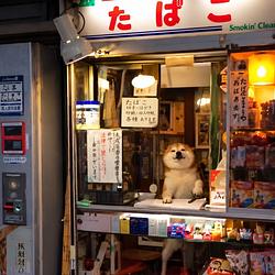 Shibacco