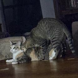 LESBO CAT