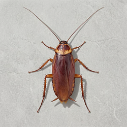 COCKROACH