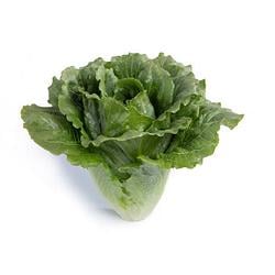 LETTUCE / USDG